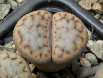 Lithops schwantesii C191 - 10 семян