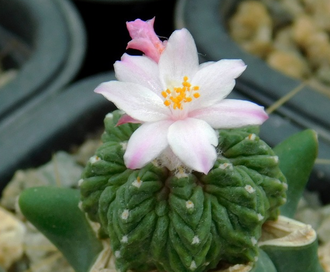 Aztekium ritteri PP 566 - 10 семян