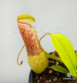 Непентес Евстахья х Грацили | Nepenthes eustachya x gracilis