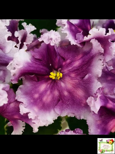 МТ-Сладкая Фантазия (М. Тотиева) 2022 г. (лист с детками укоренённый)