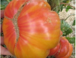 Томат Сладости Вирджинии (Virginia Sweets, США)