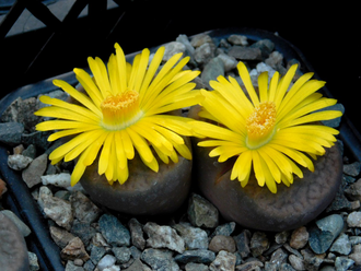 Lithops hookeri v.subfenestrata (syn.brunneoviolacea) C019 - 10 семян