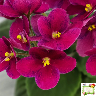 Mac’s Paisley Pattern (G.McDonald)