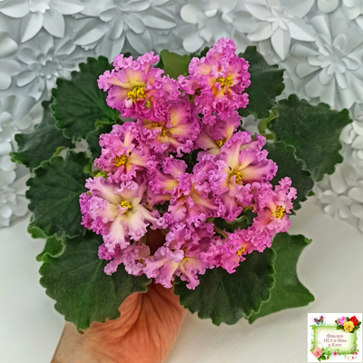 РМ-Богиня Солнца (Н. Скорнякова) 2019 г.