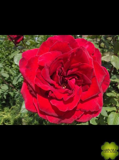 Роза плетистая "ДОН ЖУАН"