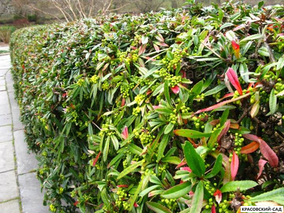 Барбарис Юлиана - julianae