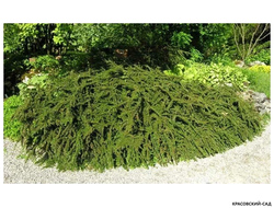 Кизильник горизонтальный - Horizontalis