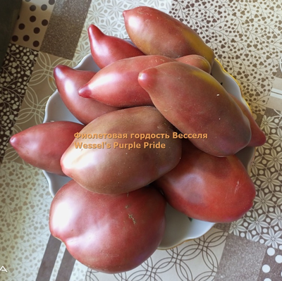 Томат Фиолетовая гордость Весселя (Wessel's Purple Pride)