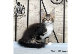 Волгоградский питомник Мейн кунов GangsterCat. Сайт: www.gangstercat.ru Тел: +7 (917) 335-09-66 (WhatsApp, Viber, Telegram), Татьяна.