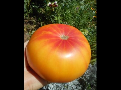 Томат Хейзел мей (Hazel mae)