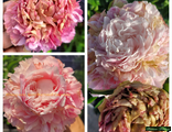 Paeonia Junior miss