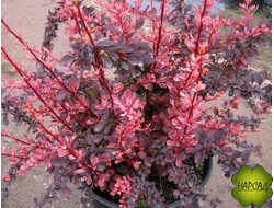 БАРБАРИС "РОЗ ГЛОУ" ЯРКИЙ АКЦЕНТ НА ВЕСЬ СЕЗОН