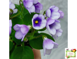 ЛЕ-Котенок Гав (Е. Лебецкая)