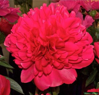 Paeonia Command performance