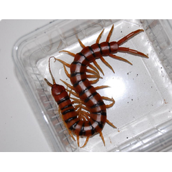 Scolopendra alternans