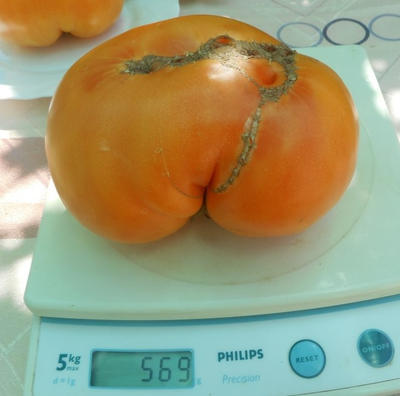 Томат Золотой медведь Гэри (Garys golden bear) США