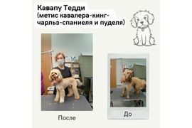 Кавапу (метис кавалер-кинг-чарльз-спаниеля и пуделя) ТЕДДИ