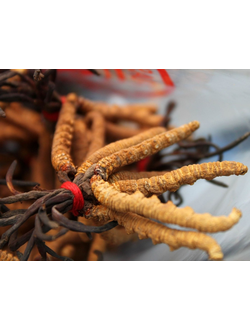 Гриб кордицепс китайский