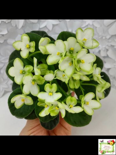 Mac's Misty Meadow (G.McDonald)