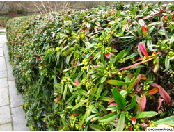 Барбарис Юлиана - julianae