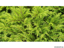 Микробиота перекрестнопарная Люкас - Microbiota Lucas