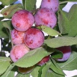Сливово-вишневый гибрид Опата (СВГ)