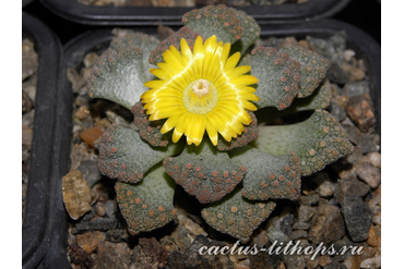 Titanopsis calcarea SB2186 Bundu, Prieska (MG-1870.24)