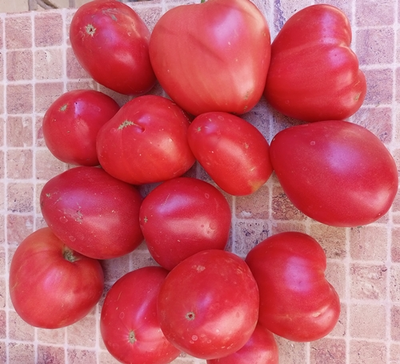 Томат Фиделио