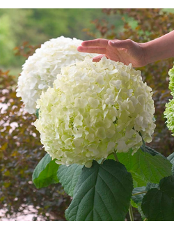 Гортензия древовидная Incrediball (Инкредибол), С3,40-60