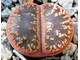 Lithops aucampiae (Kuruman form) C173 (MG) - 10 семян