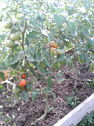 Семена томата Пьеретт