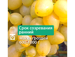 Кинельский рафинад (однолетний)