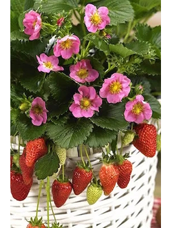 ремонтантная Фризан