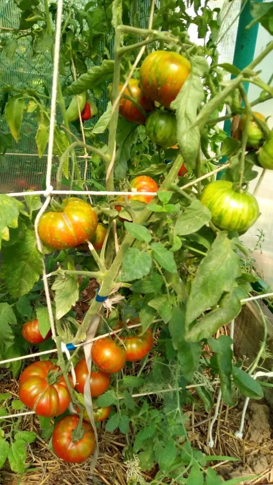 Ирландский полосатый, куст