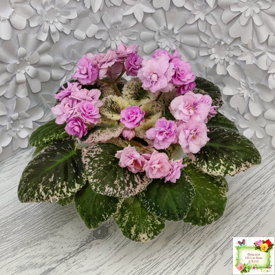 Rose Bouquet (G.T.Smith) (9028) 04/12/2001