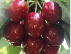 Крепкая (дюк)