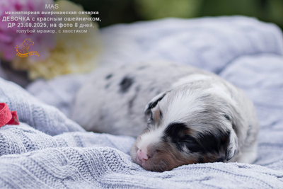 щенок миниаусси - девочка с КРАСНЫМ ошейничком Д-2025, окрас голубой мерль, на фото 8 дней