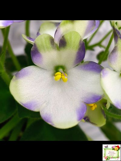 Марина Цветаева (А.Басенина) 2017 г. химера (сорт укоренённый пасынок)