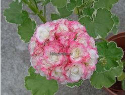 Пеларгония Uaito Ringu