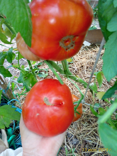 Томат Замок Шартр (усл)