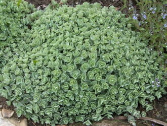 Седум Эверса - Sedum ewersii, Hylotelephium ewersii, Очиток Эверса, Очиток Еверса, очиток скальный