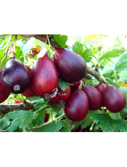 Крыжовник бесшипный Грушенька