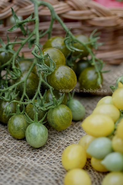 Томат Sister keyes (Систер Киз), 10 шт