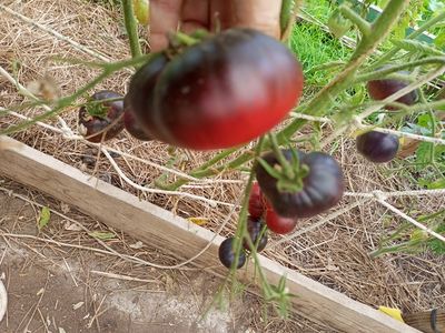 Томат Пленительный аметист