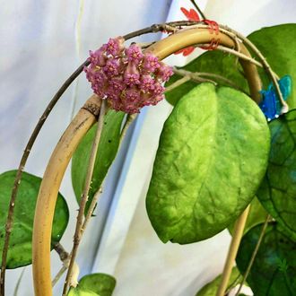 Hoya CV. Ricardo SS 13-05