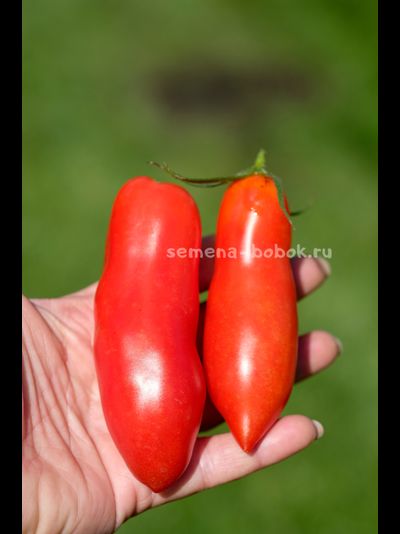 Томат Стрелка, 10 шт