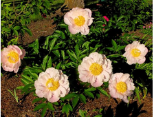 Пион GLOWING CANDLES, ЗКС, КОНТЕЙНЕР 3- Л.