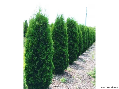 Туя Малониана