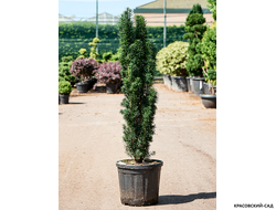 Тисс ягодный Фастигиата - Fastigiata