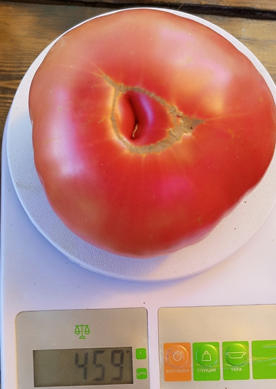 Томат Минусинец